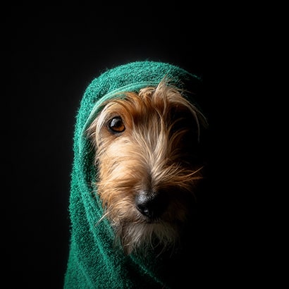 Egy kutya törölközőbe csavarva, a segítségre szoruló állatok iránti figyelem felkeltésére